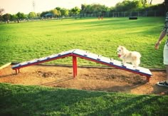 a man standing next to a white dog on top of a wooden slide in a field