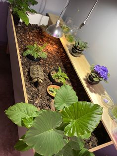 there are many plants in the planter box on the table and one has a lizard