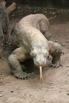 an iguana is chewing on a stick in the dirt