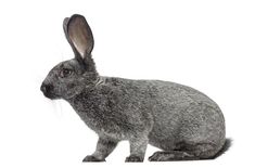 a gray rabbit sitting on top of a white floor