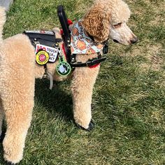 two poodles are standing in the grass with their harnesses on and looking at something