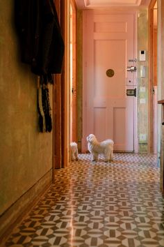 two small white dogs are standing in the hallway