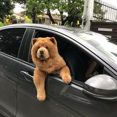 a brown teddy bear sticking its head out the window of a car with it's paw hanging out