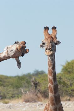 two giraffes standing next to each other on a dirt field with trees in the background