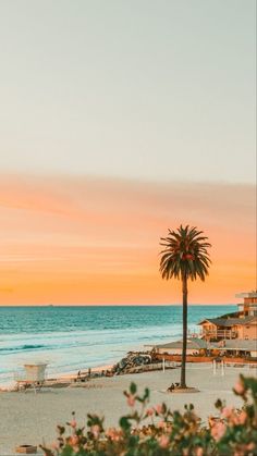 a palm tree sitting on top of a sandy beach next to the ocean at sunset