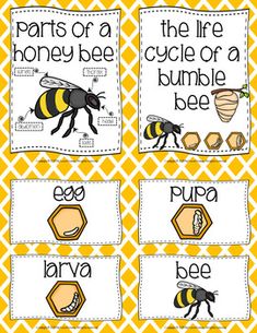 the parts of a honeybee and bee life cycle with pictures on each one side