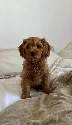 a small brown dog sitting on top of a bed