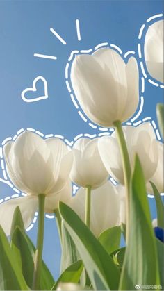 some white tulips are in front of a blue sky