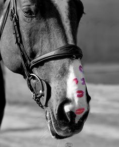 a black and white photo of a horse with lipstick on it's face