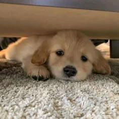 a puppy is laying under a bed on the carpet and looking at the camera man