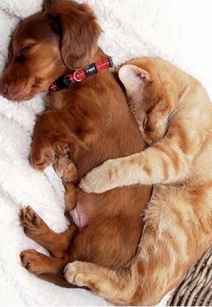 a dog and cat laying on top of each other