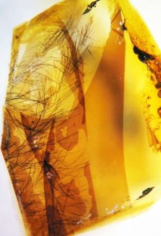 dinosaur feathers in amber Dinosaur Feathers, Cretaceous Period, Pretty Rocks, Amber Jewelry