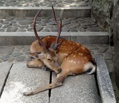 a deer that is laying down on some steps with it's horns hanging out