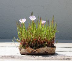 some pink flowers and green grass in a pot