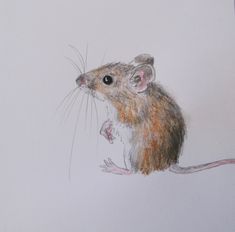 a drawing of a mouse on a piece of paper