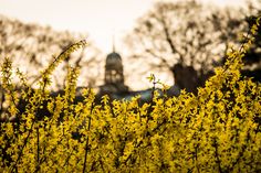 yellow flowers in front of a building with a clock tower in the backround