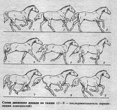 an old book with horses running in different directions