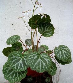 a potted plant with green leaves and white flowers