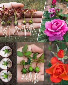 Flower Bed Decor Ideas, Motif Knitting, Designer Gemma77, Propagating Roses, Flower Bed Decor, Rooting Roses, Grafting Plants, Rose Cuttings, Rose Garden Design