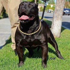 a large black dog standing on top of a lush green grass covered field next to a person