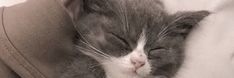 a gray and white cat sleeping on top of a bed next to a person's arm