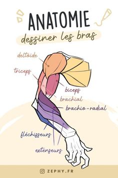 the anatomy of an anatomic leg and its major muscles, labeled in different colors