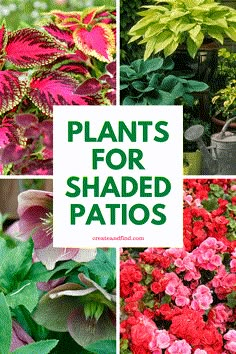 different types of plants with the words plants for shaded patios