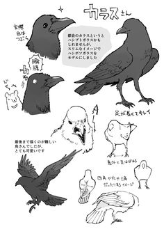 Dove And Raven, Animal Drawing Tutorial, Structure Sketch, Hand Tutorial, Bird Study, Comfort Hug, Dnd Character Sheet, Angel Manga, Animals To Draw