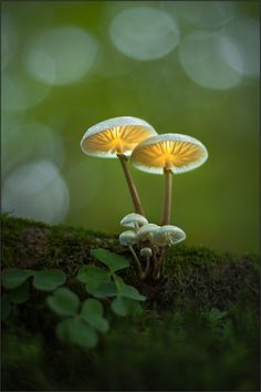 two mushrooms sitting on top of a moss covered ground next to green plants and leaves