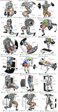 the muscles and their functions are shown in this diagram, which shows how they work