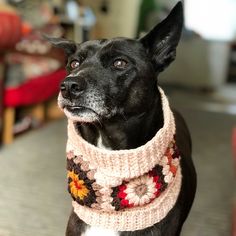 a black dog wearing a knitted scarf