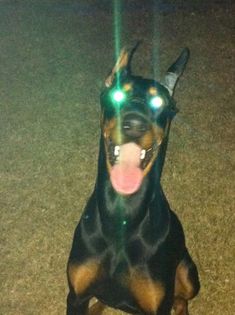 a black and brown dog sitting on top of a grass covered field next to a green light