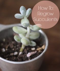 a small succulent in a pot with the title how to regrow succulents