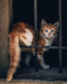 an orange and white cat standing behind bars in a jail cell with blue eyes looking at the camera