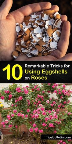 the cover of 10 remarkable tricks for using eggshells on roses, including flowers