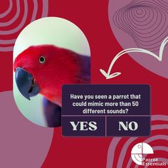 there is a red bird that is sitting on top of a purple box with the words yes no