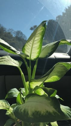 a green plant sitting in the passenger seat of a car