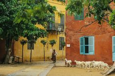 a herd of sheep walking down a street next to a red building with blue shutters