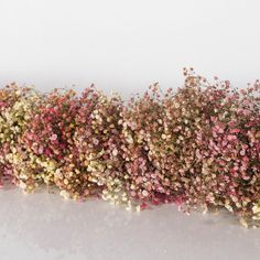 some pink and yellow flowers are growing on the side of a white wall