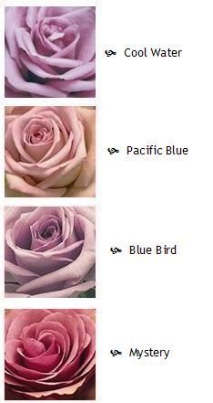 four different types of roses are shown in this image, each with their own color scheme