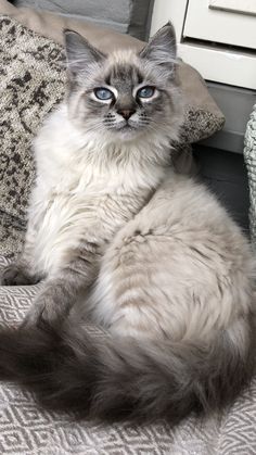 a cat sitting on top of a bed next to pillows and pillow cases with blue eyes