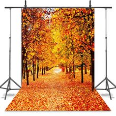 an autumn scene with trees and leaves on the ground