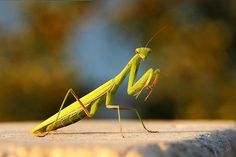 a close up of a praying mantissa