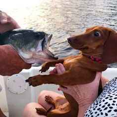 two dogs are being held up in the air on a boat while people look on