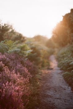 a dirt road surrounded by lots of purple flowers