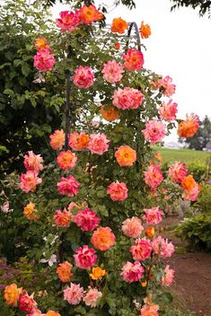 pink and orange flowers blooming in a garden