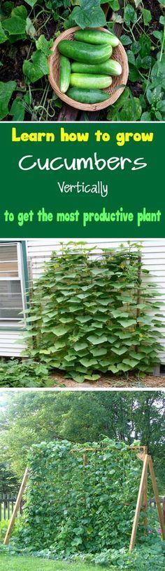 how to grow cucumbers vertically in the garden and get the most protective plant