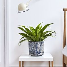 a potted plant sitting on top of a white table