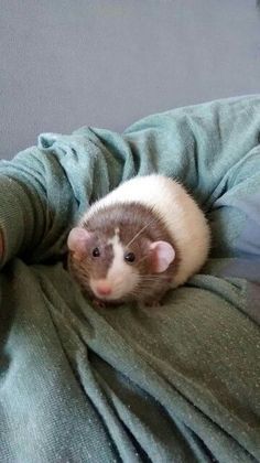 a ferret is sitting on someone's lap