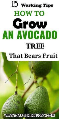 avocados hanging from a tree with text overlay reading 15 working tips how to grow an avocado tree that bears fruit